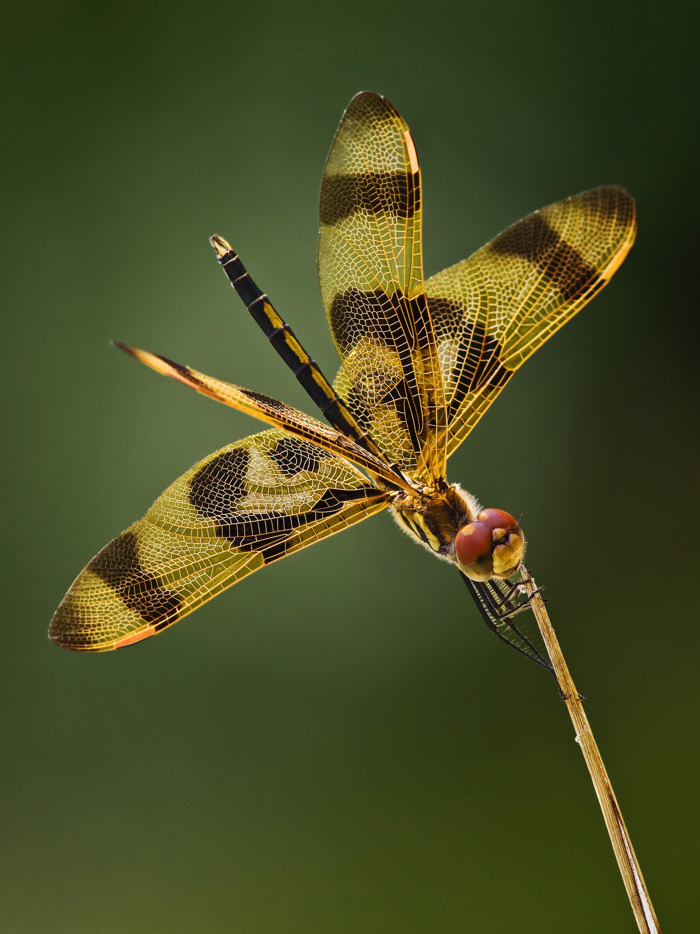 yellow and brown stripe dragonfly