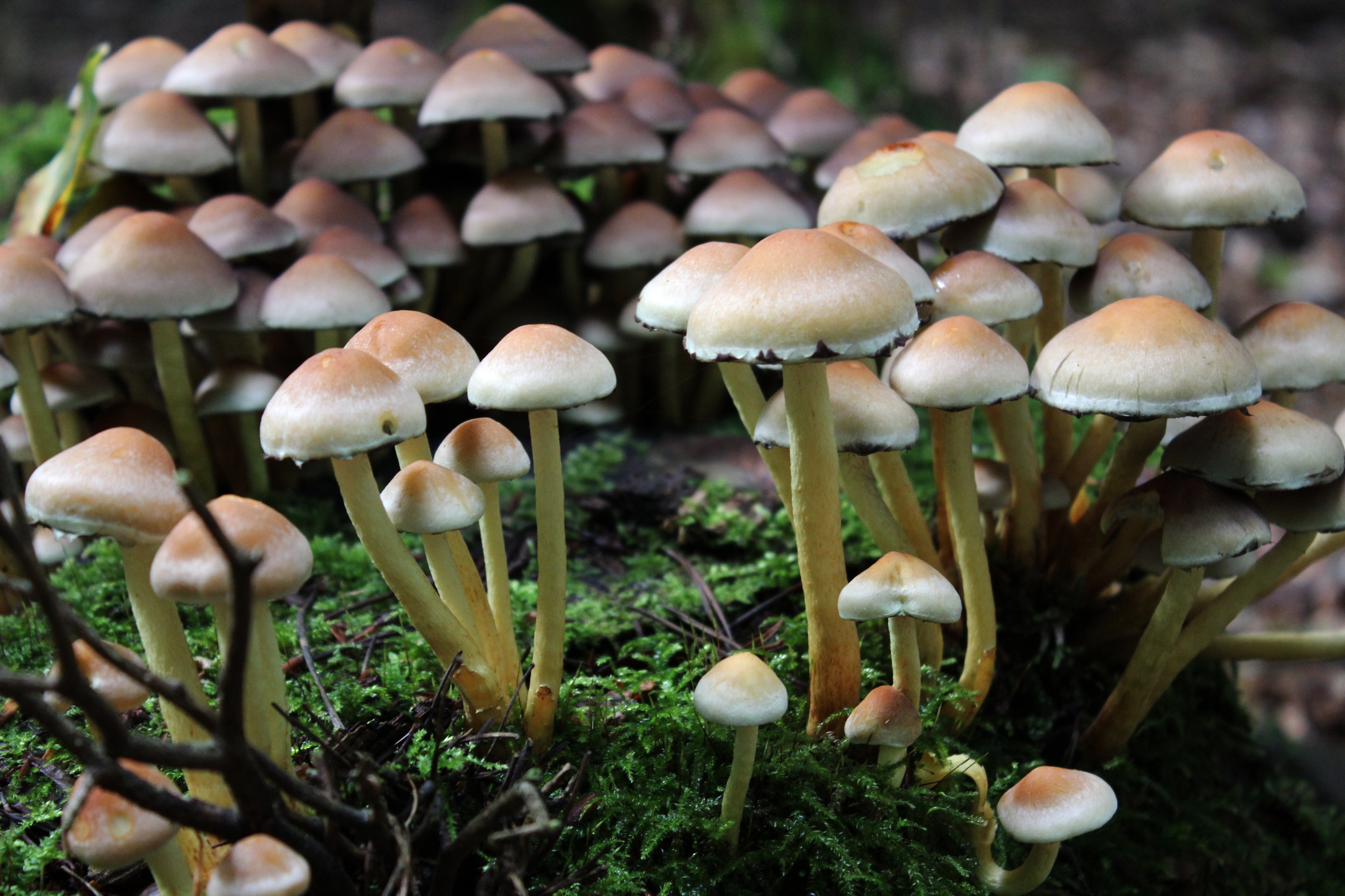 mushroom plantation