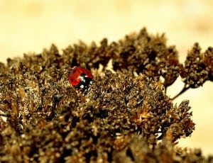 red and black ladybird beetle thumbnail