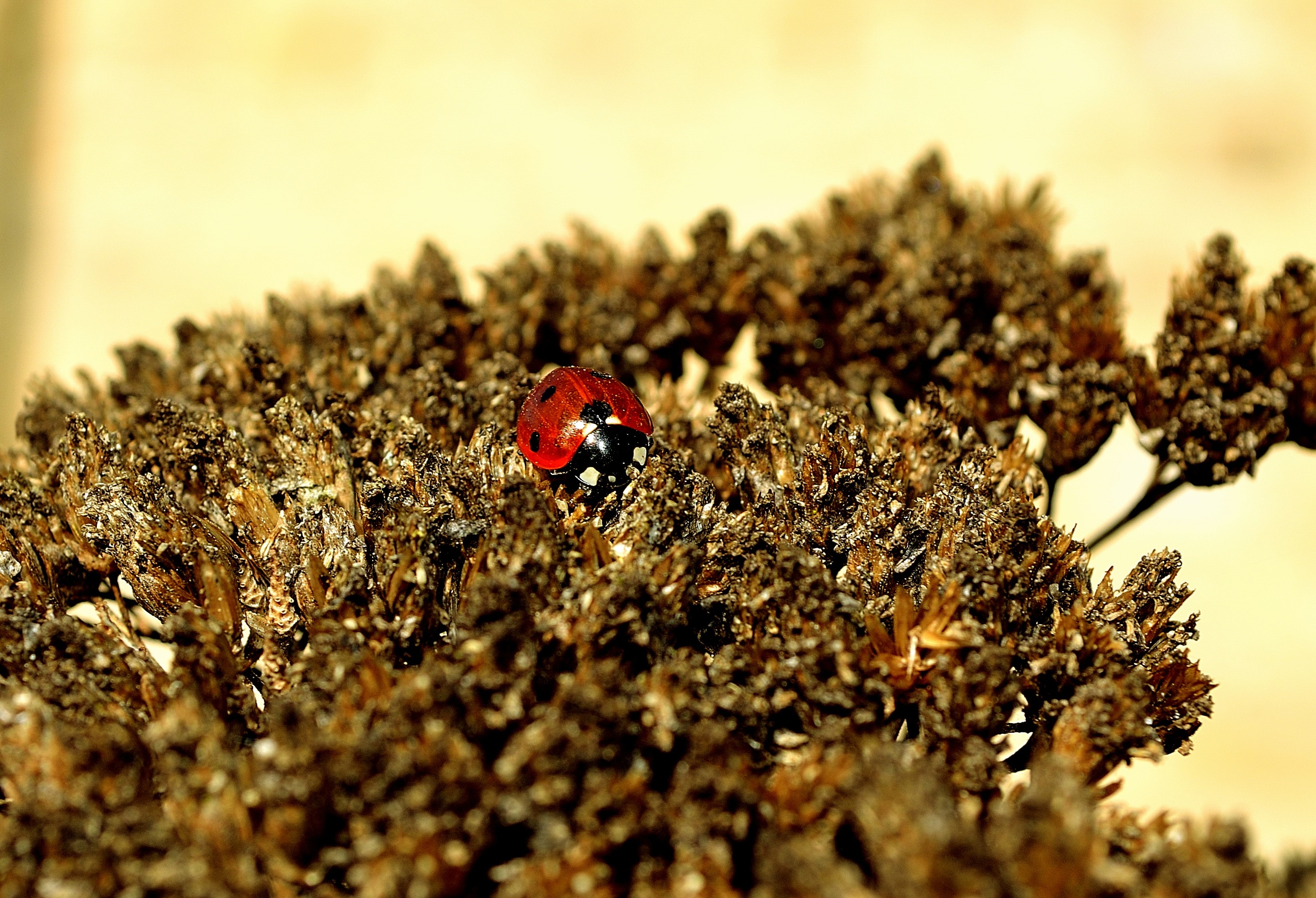 red and black ladybird beetle