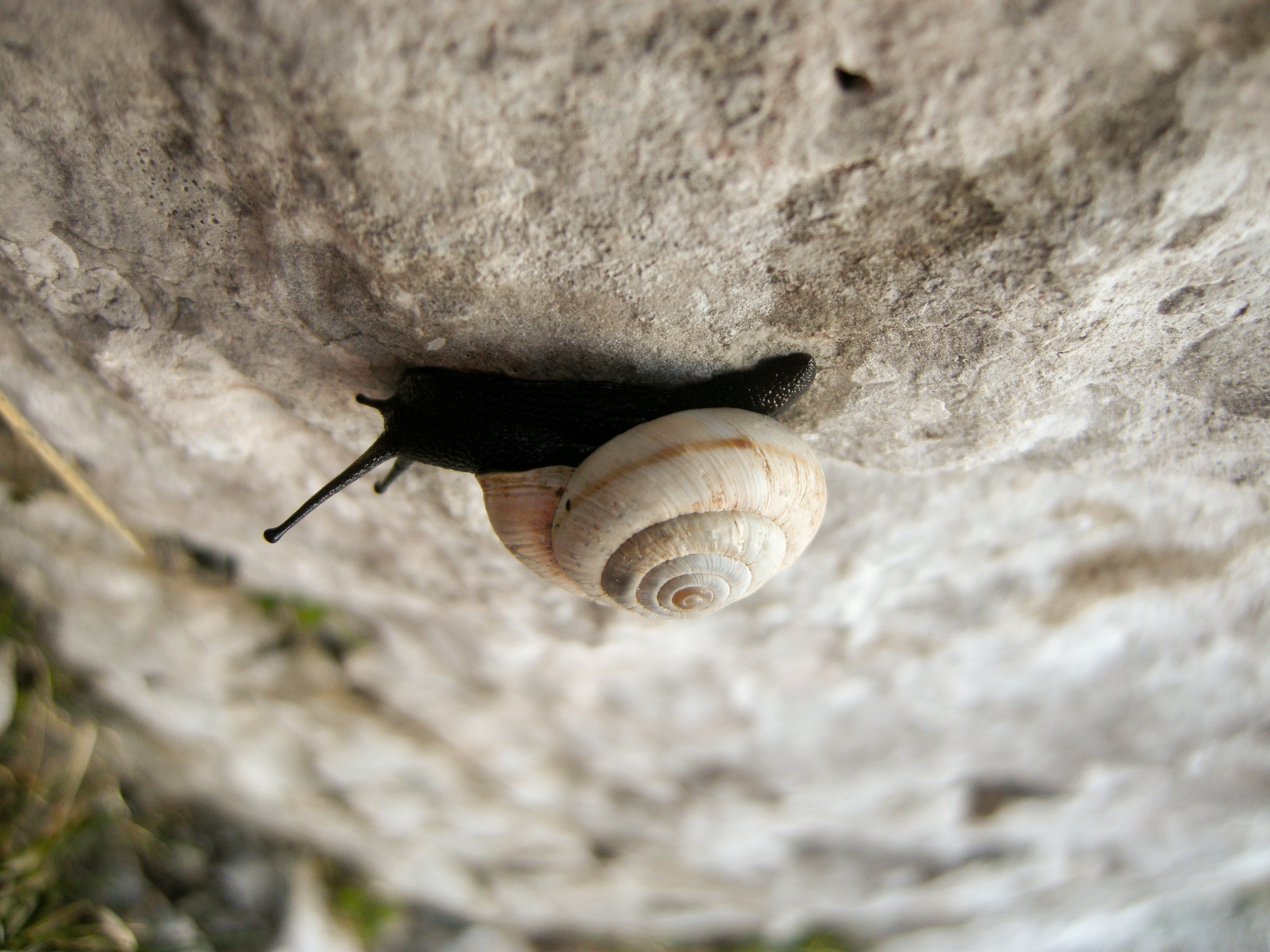 black and white snail