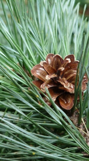 photo of brown petaled flower thumbnail