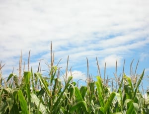 photo of corn field during daytime thumbnail