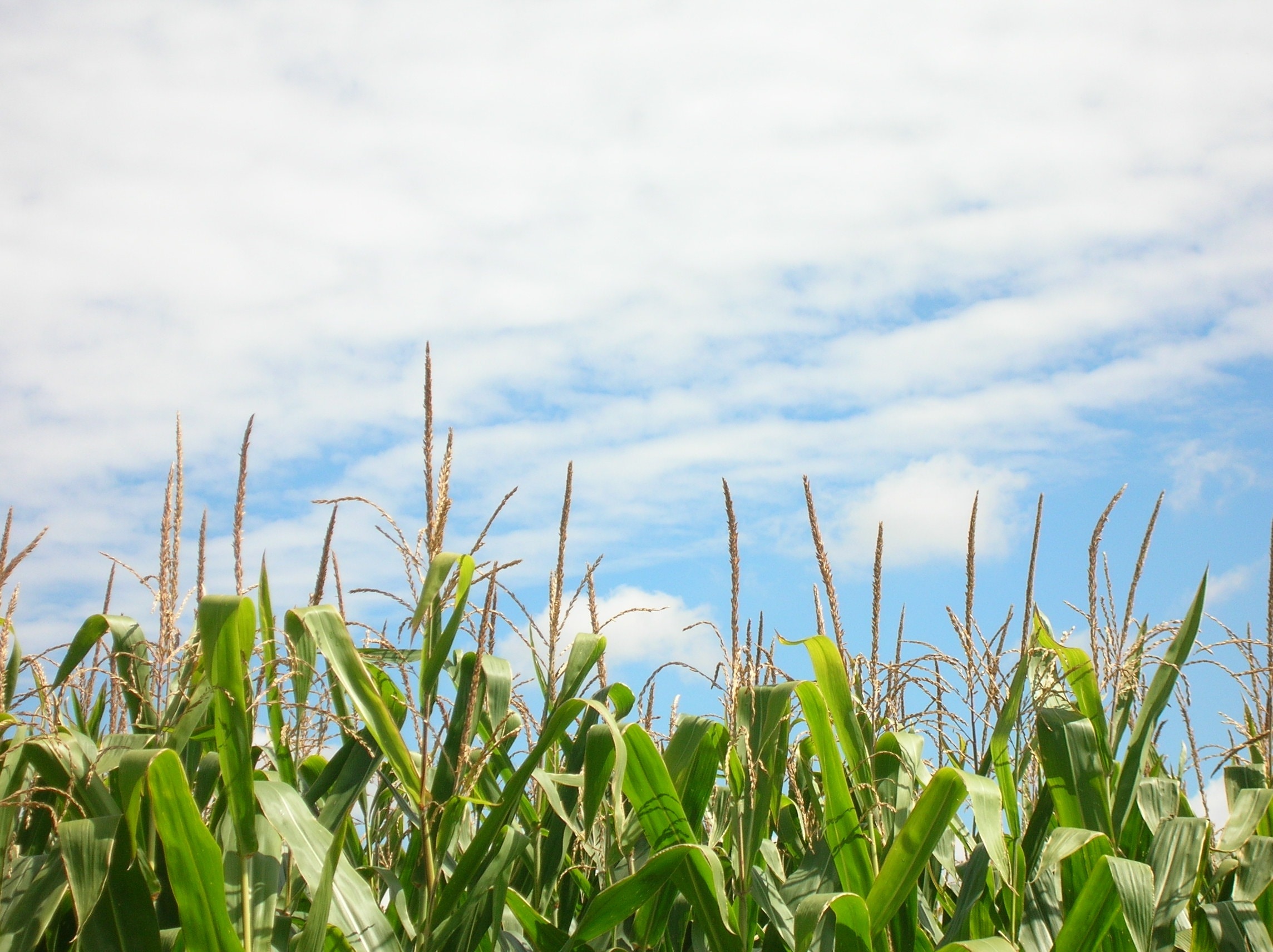 photo of corn field during daytime