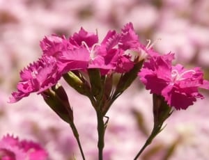 pink petal flowers thumbnail