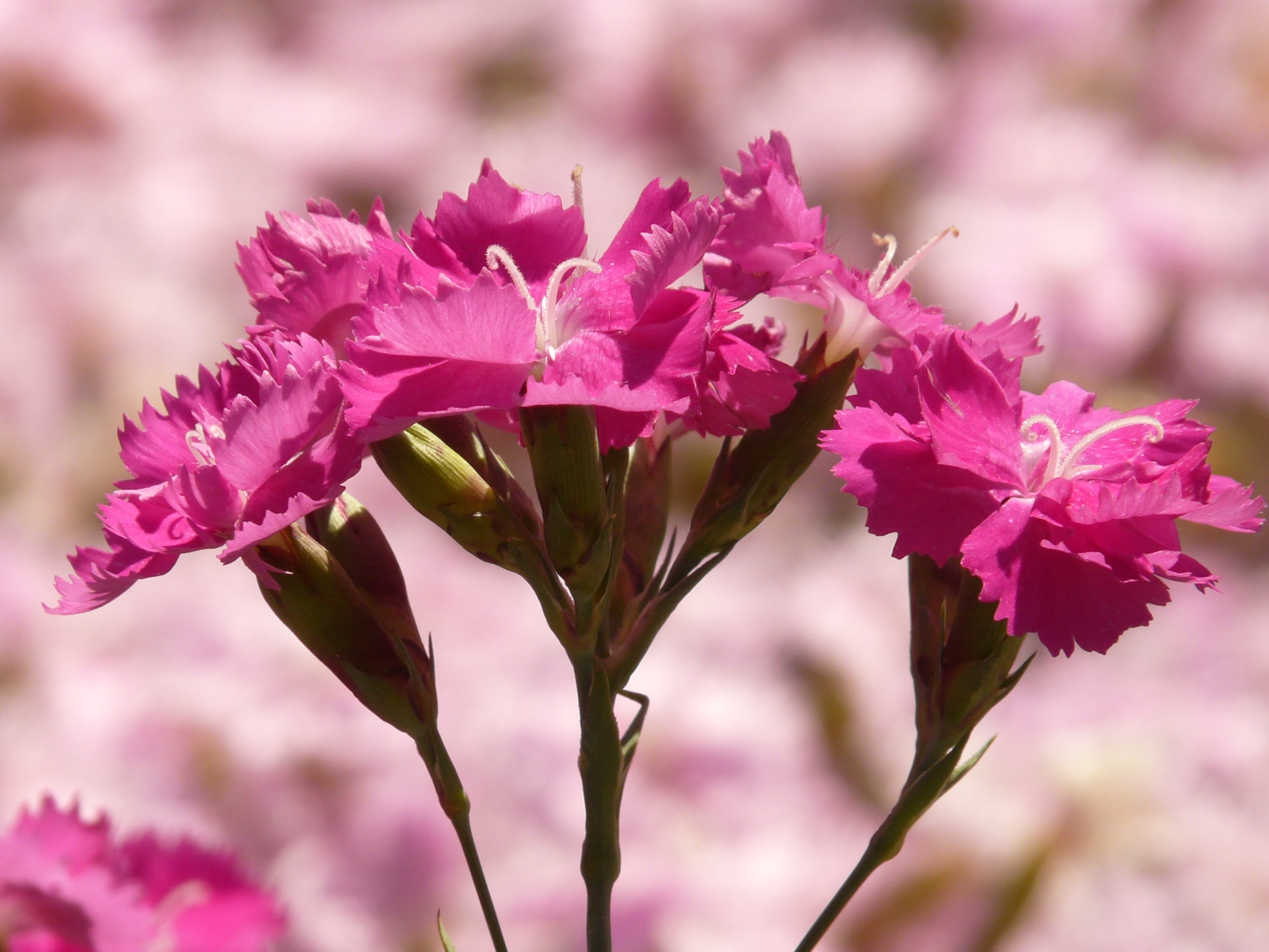 pink petal flowers