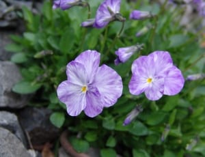 purple pansy flower thumbnail