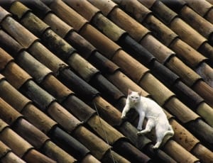 white cat on brown roof during daytime thumbnail