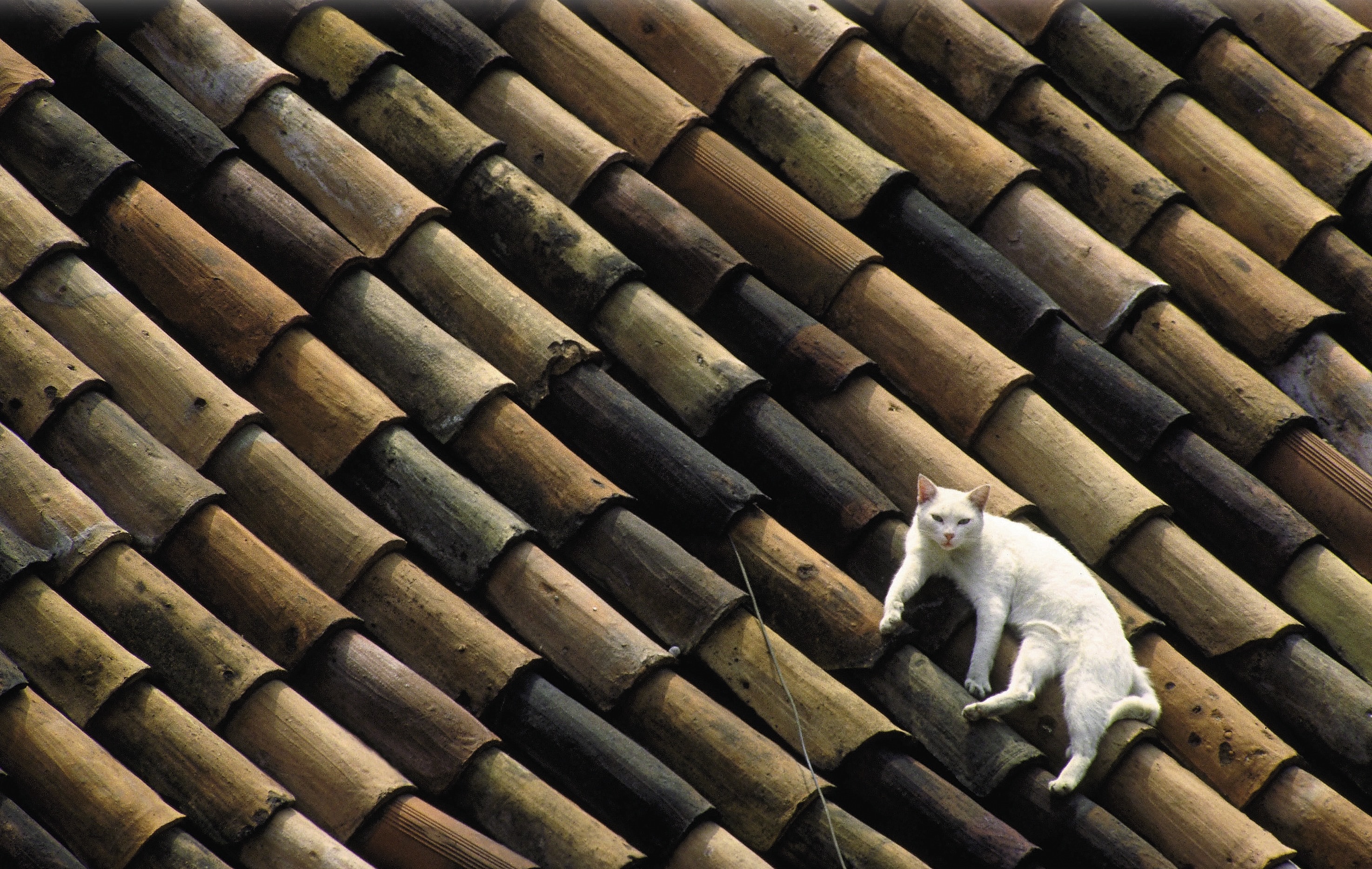 white cat on brown roof during daytime