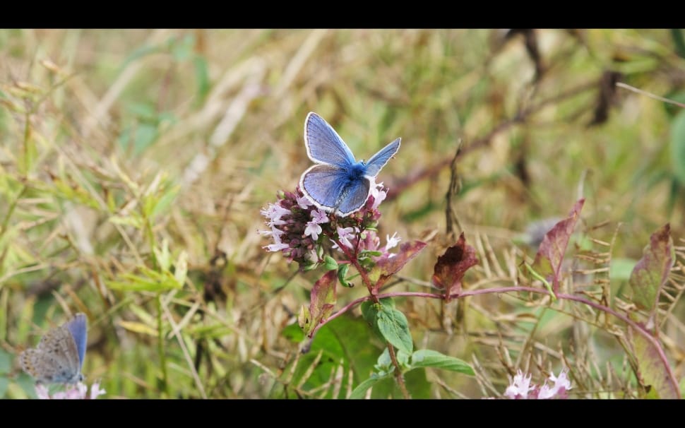 silver studded blue butterfly preview