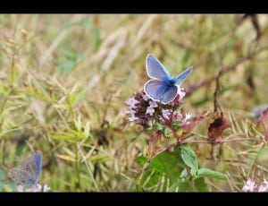 silver studded blue butterfly thumbnail