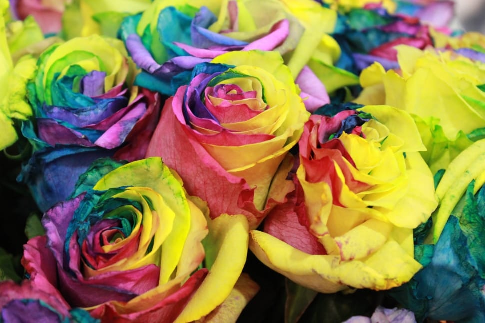yellow red purple and green roses preview