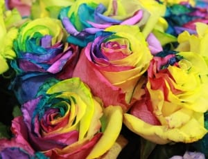 yellow red purple and green roses thumbnail