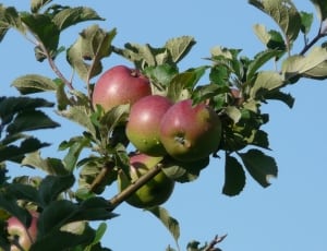 green and red apples thumbnail
