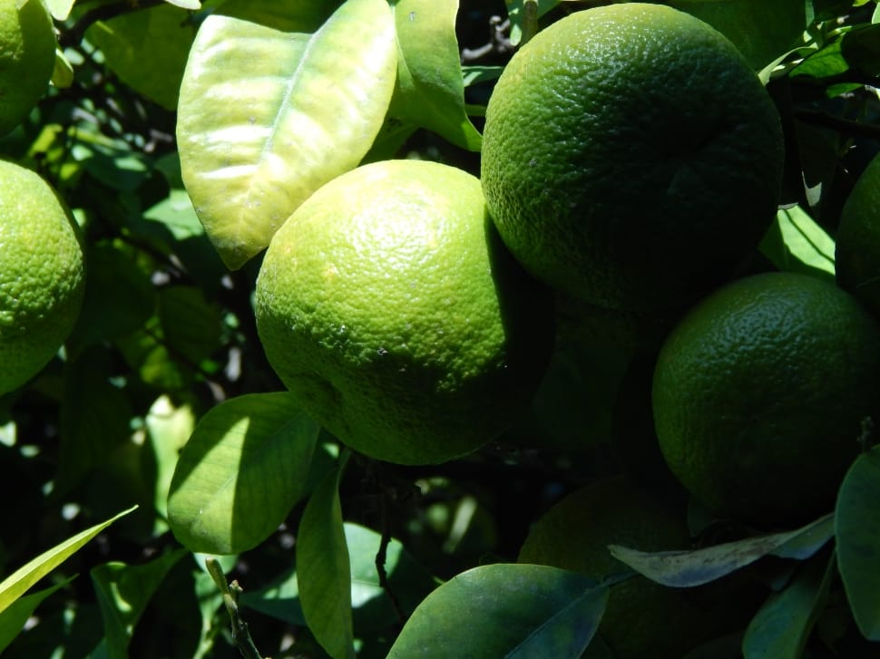 green round citrus fruit preview