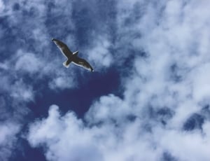 black bird on blue sky at daytime thumbnail