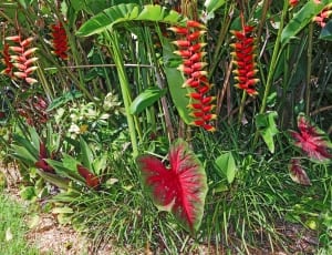 green and red plants thumbnail