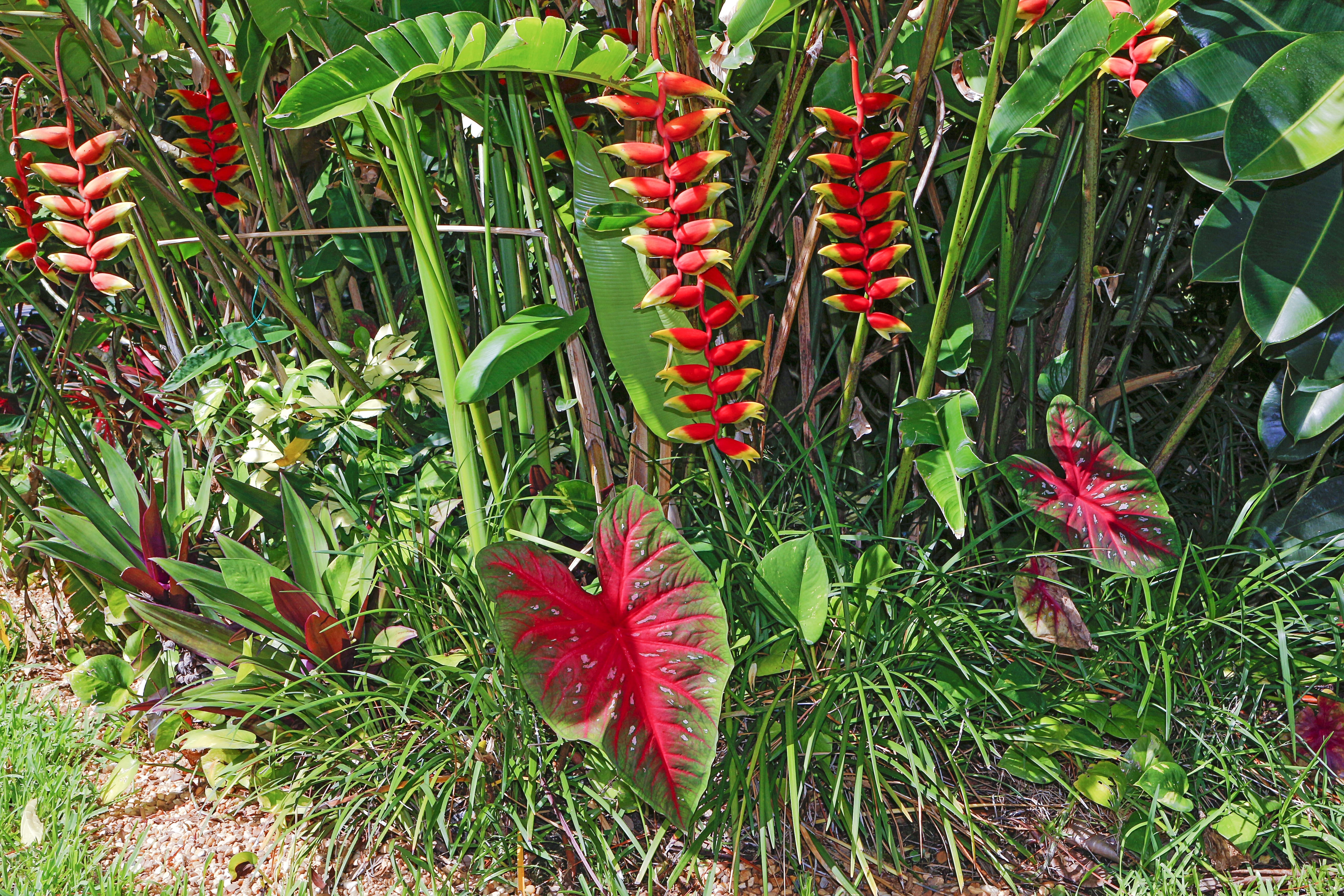 green and red plants