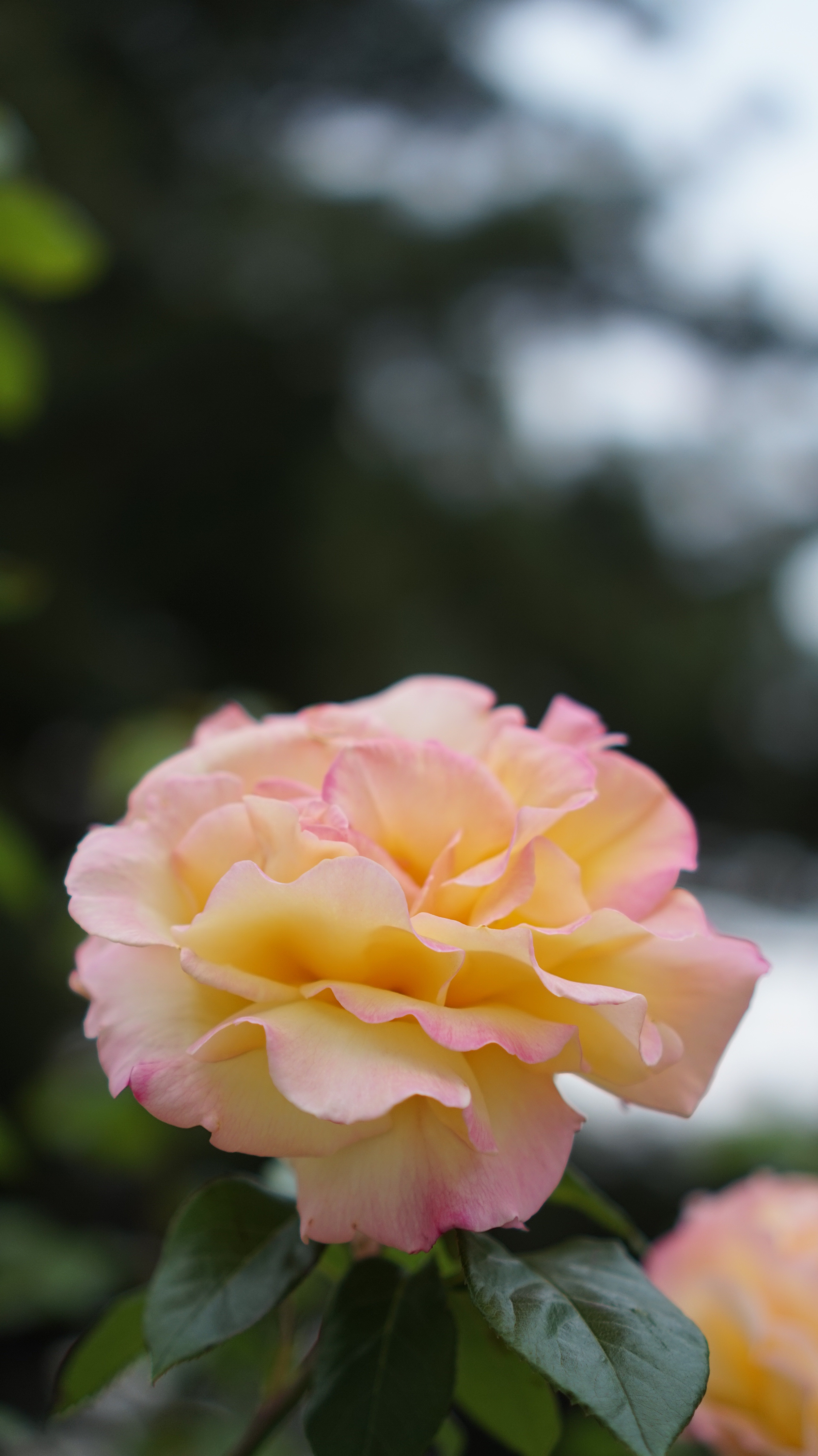 yellow and pink petaled flower