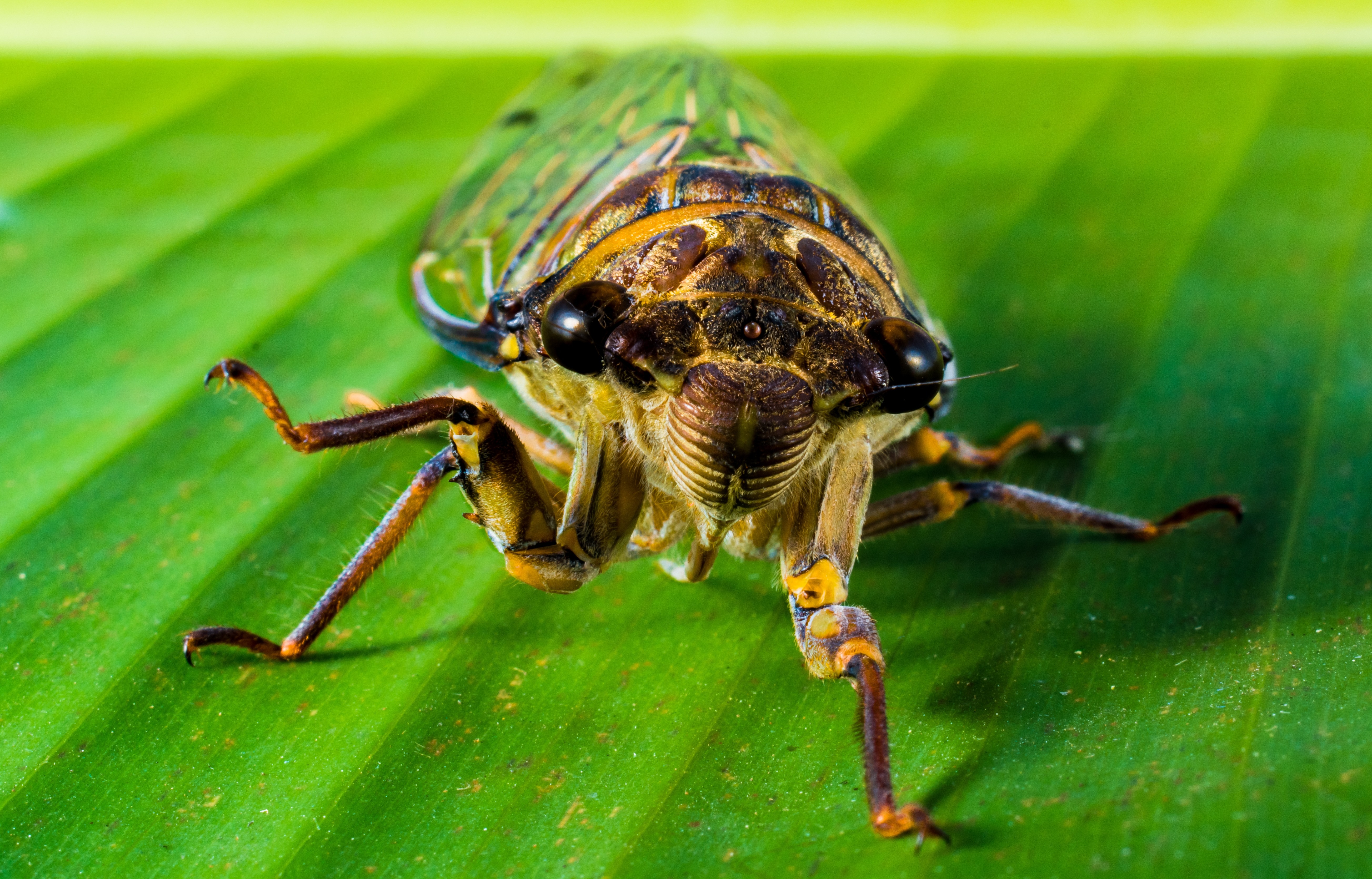 brown cicada