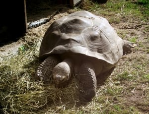 grey tortoise thumbnail