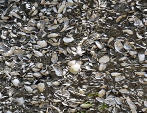white seashells thumbnail