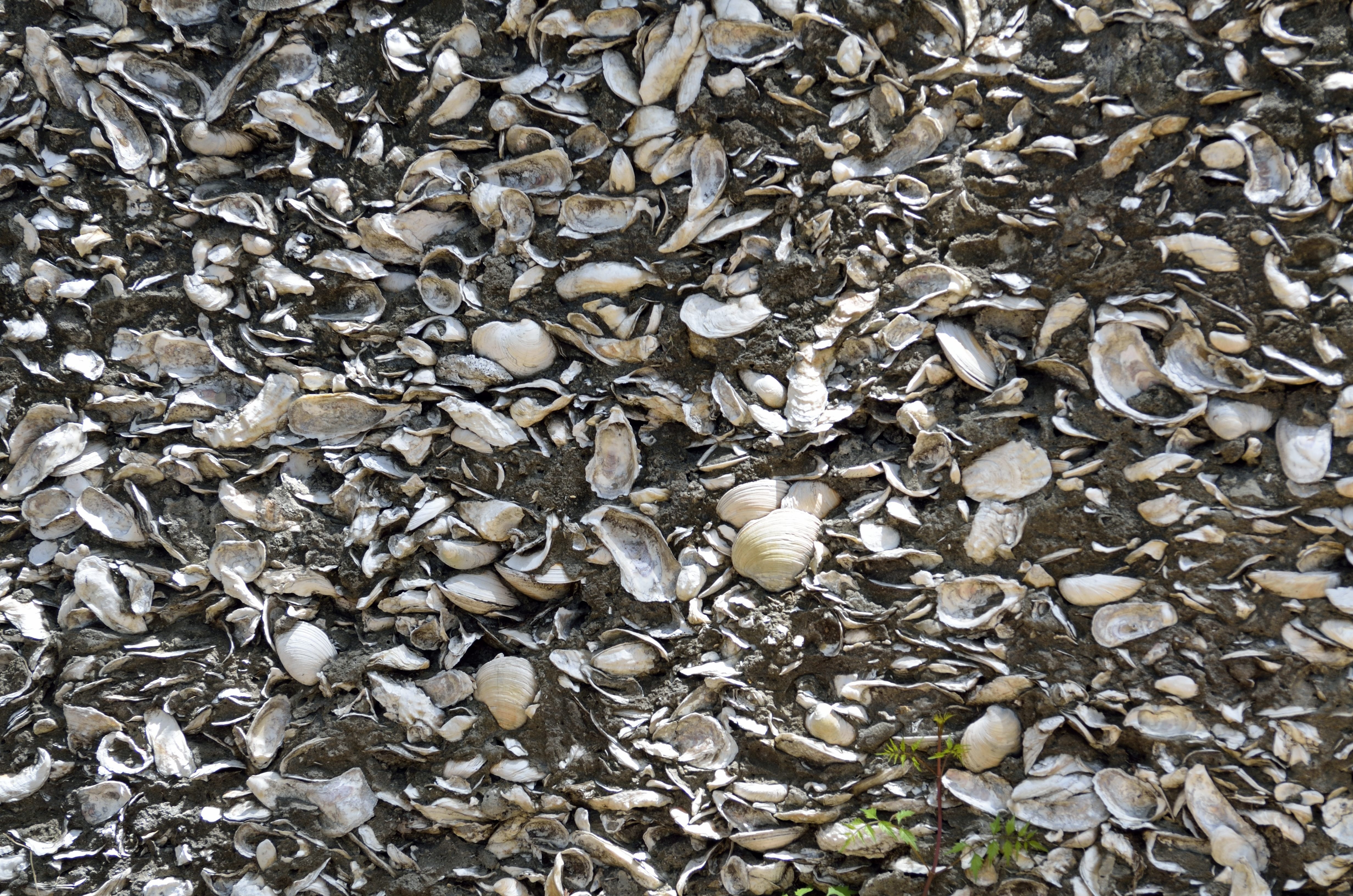 white seashells