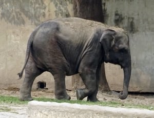 gray elephant thumbnail