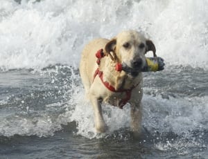 golden retriever dog with plastic bottle thumbnail