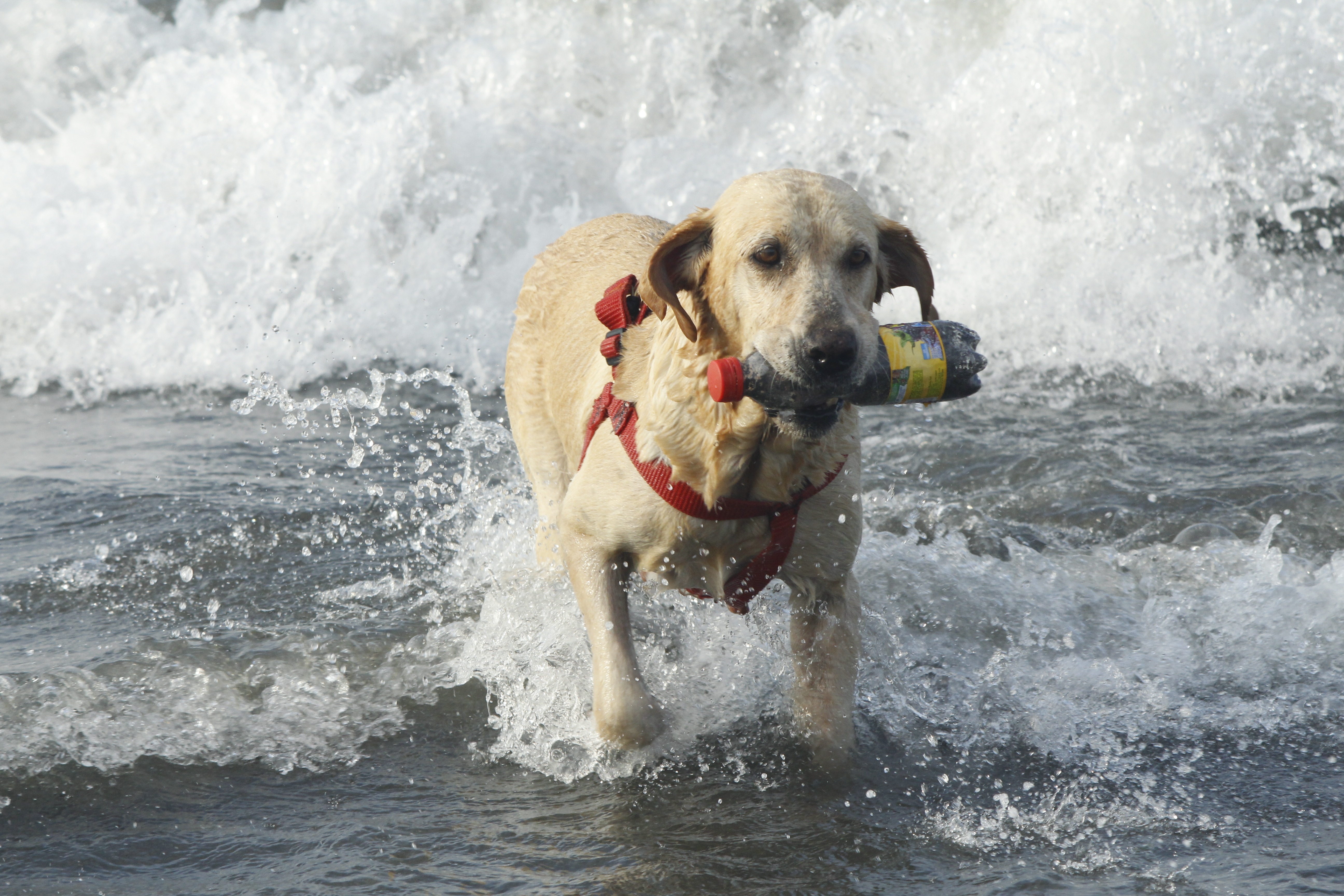 golden retriever dog with plastic bottle