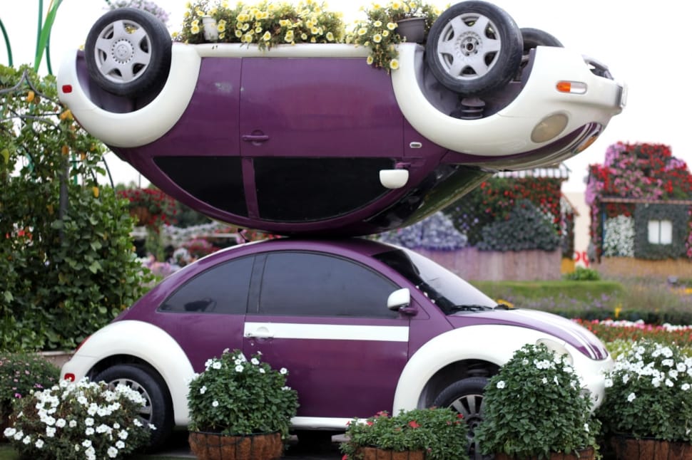 2 purple and white volkswagen new beetles preview