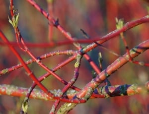 red tree branches thumbnail