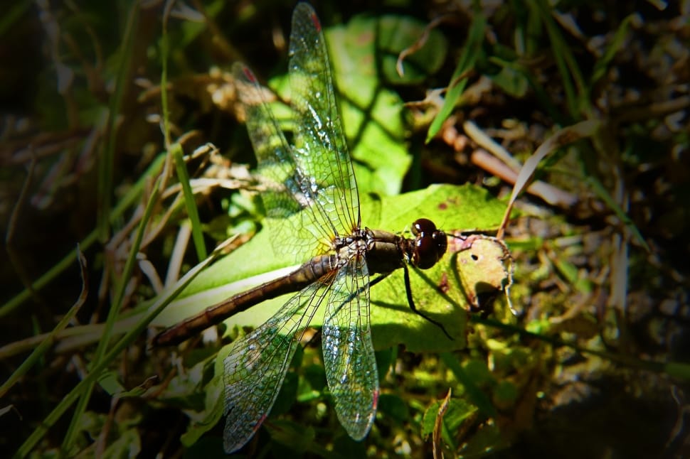 brown dragonfly preview