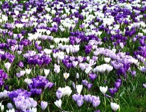 white and purple flowers thumbnail