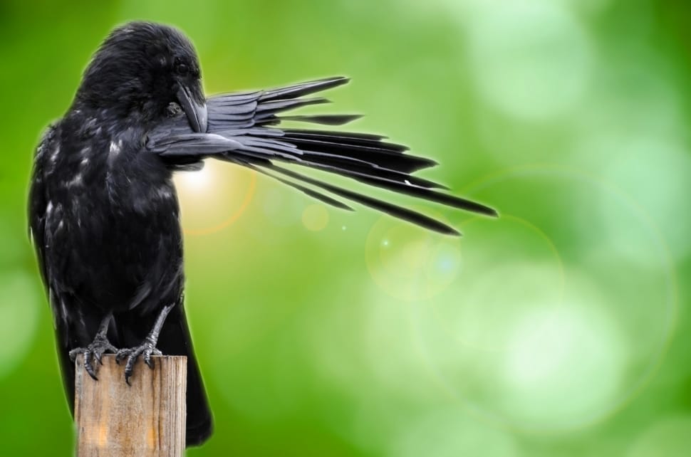 crow on wooden plank preview