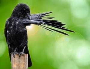 crow on wooden plank thumbnail