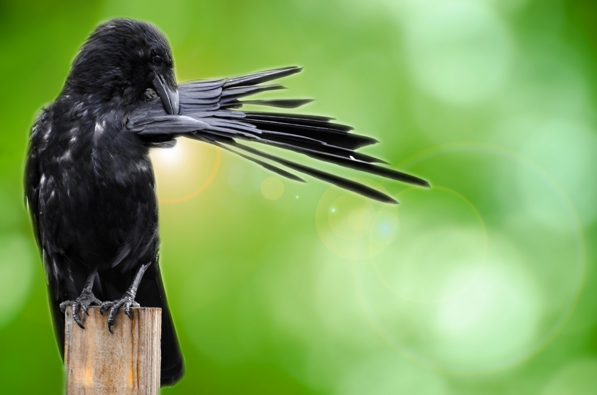 crow on wooden plank