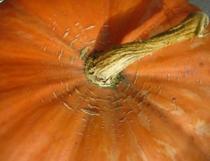 orange and brown pumpkins thumbnail