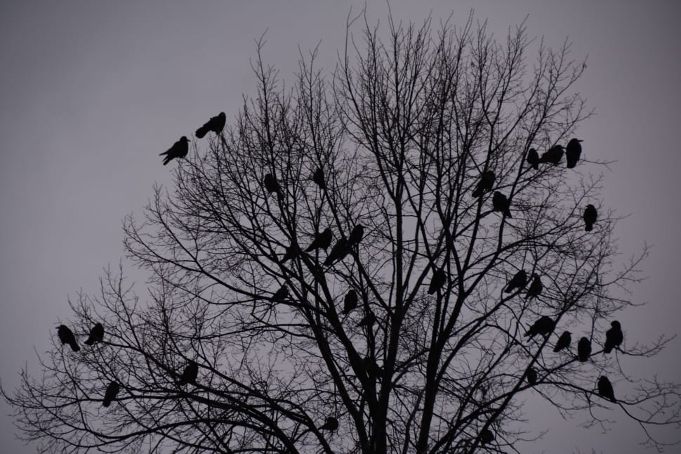 grayscale photo ofleafless tree and birds preview