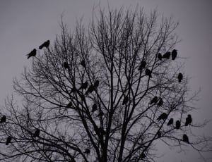 grayscale photo ofleafless tree and birds thumbnail