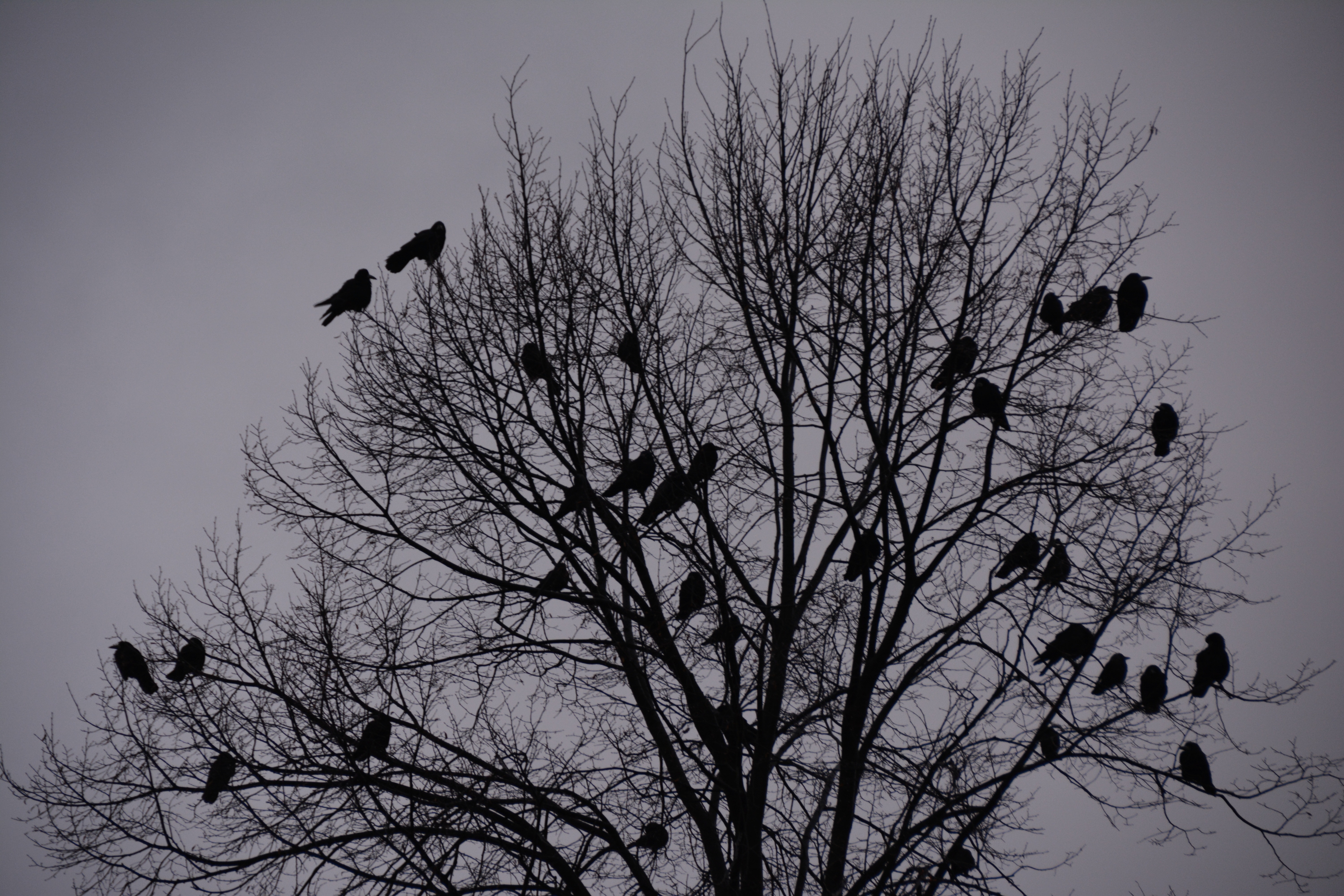 grayscale photo ofleafless tree and birds