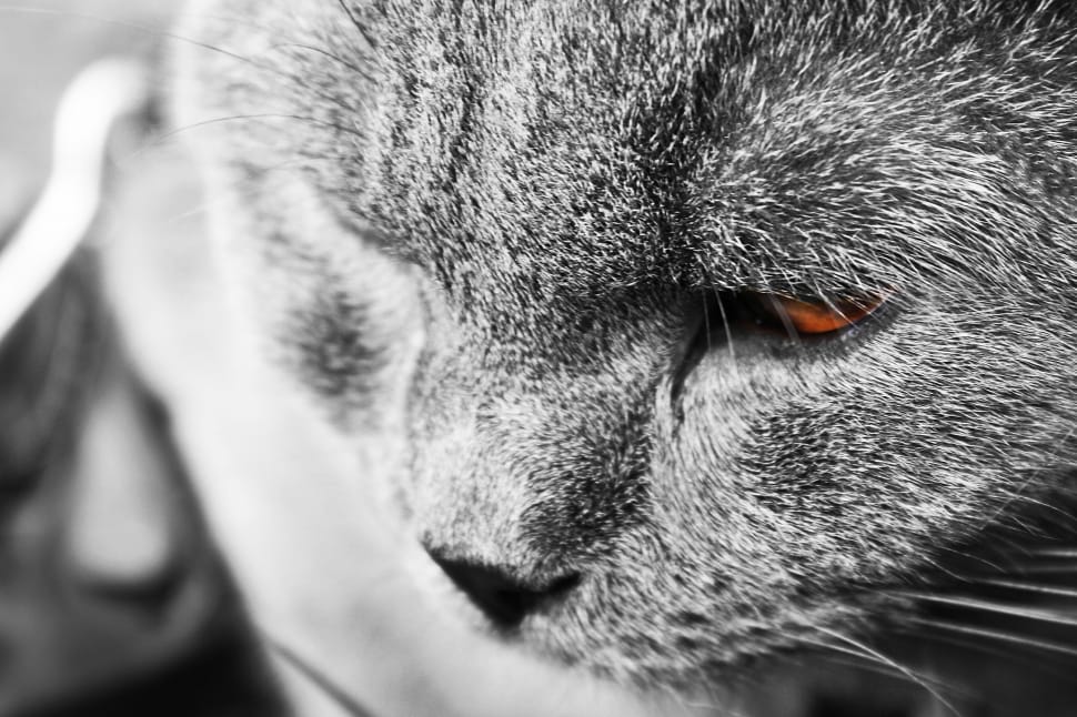 gray and white short coated cat preview