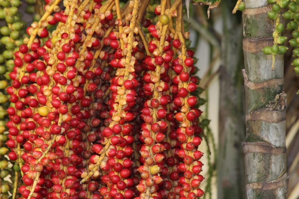 red and green palm tree fruits preview