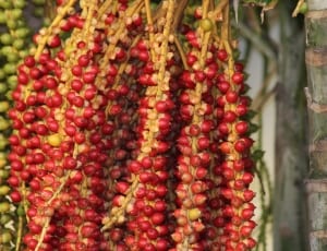 red and green palm tree fruits thumbnail