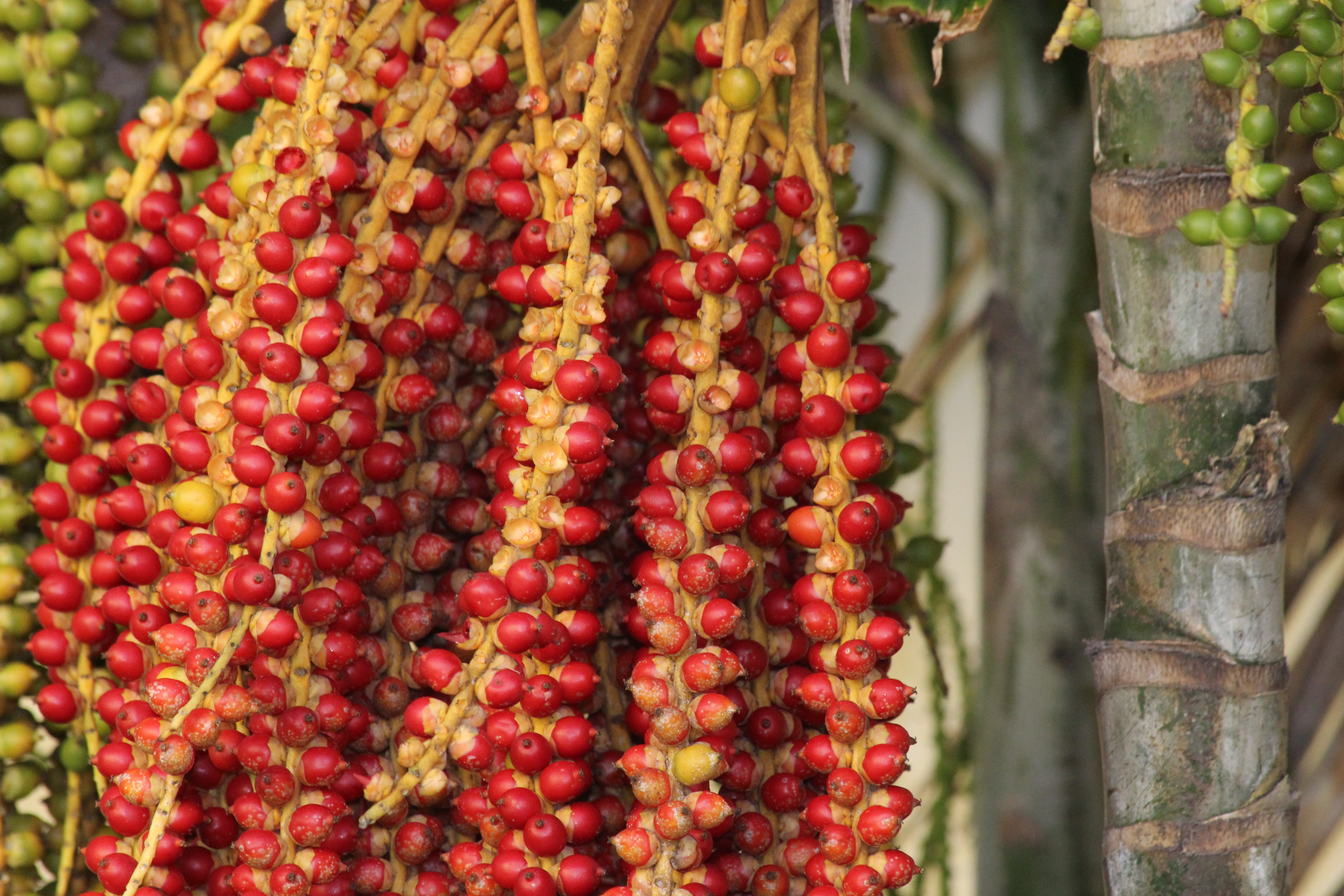 red and green palm tree fruits