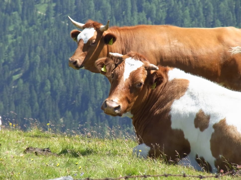 2 brown and white cow preview