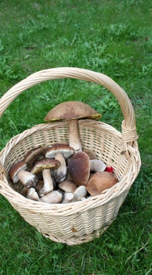 brown mushroom and woven basket thumbnail