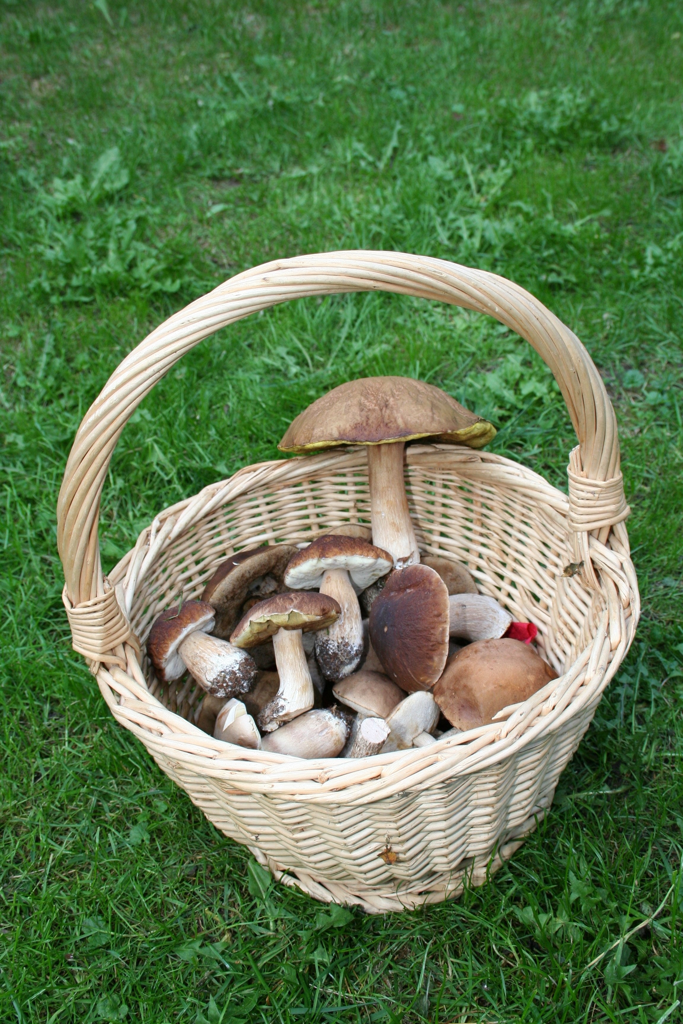 brown mushroom and woven basket