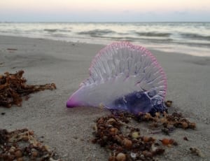 pink and purple sea creature thumbnail