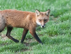 brown fox thumbnail